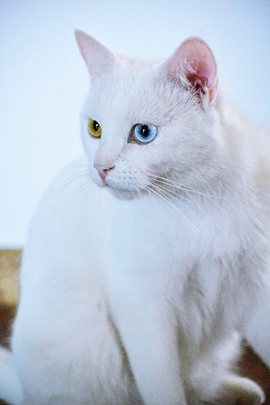 The Curious Case of Blue Eyes: A Genetic Mystery ( by aop3d )